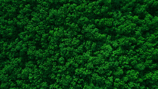 Green forest in summer with a view from above.Summer birch groves with beautiful texture