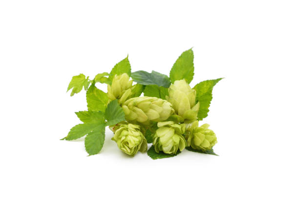 istock Green hops with a handful of leaves. 1699055751