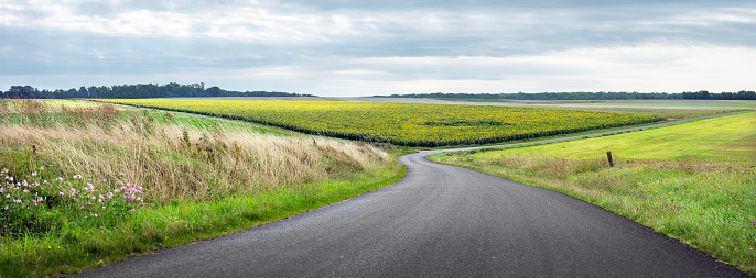 country road through rural countryside in french parc national des forets with fields and sunflowers