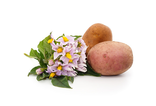 Potato with flower isolated on white background.