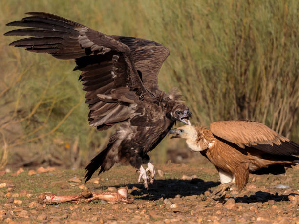 istock Griffon Vulture and Black Vulture. 1699065173