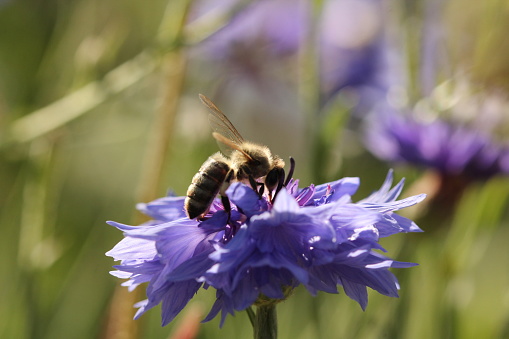 Bee is resting on the  purple  flower.