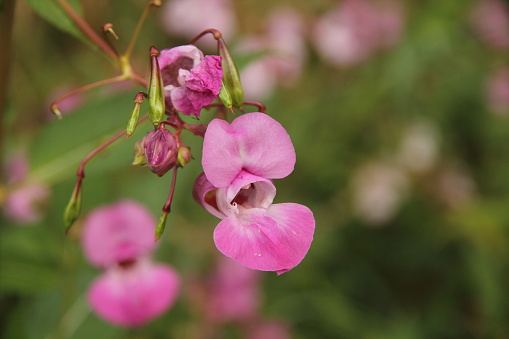 lamprocapnos spectabilis in the garden.