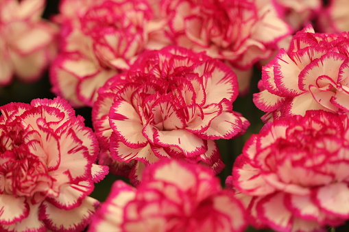 Close up of carnations with pink fringed white petals