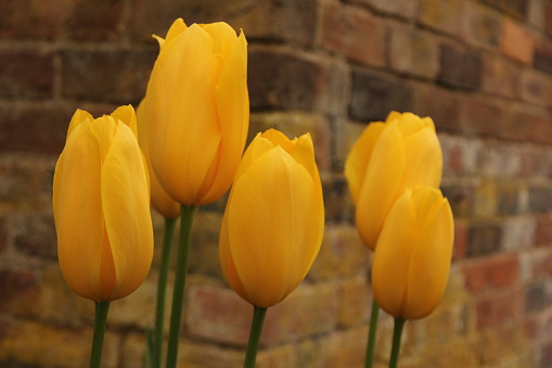 Group of yellow tulips in front of brick garden wall