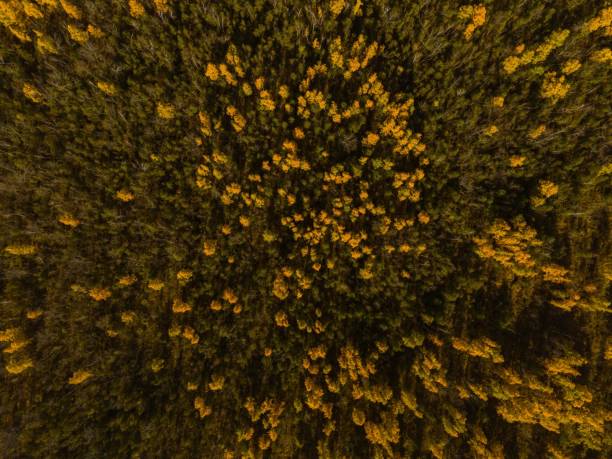 istock Golden Autumn in Wisconsin 1699092972