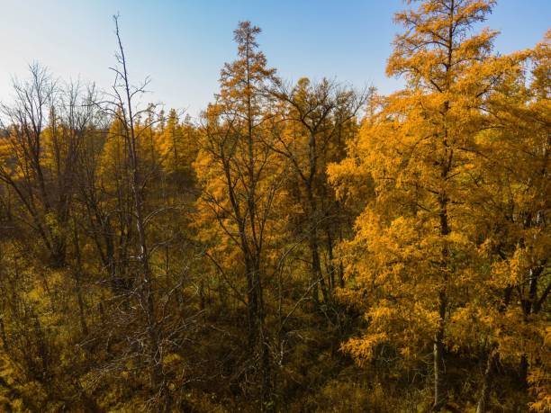The vibrant yellow color of the autumn season in a rural portion of wisconsin usa.
