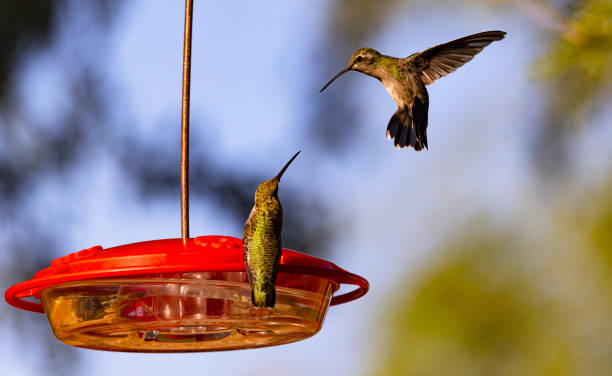 istock Action at Hummingbird feeder in Arizona 1699093755