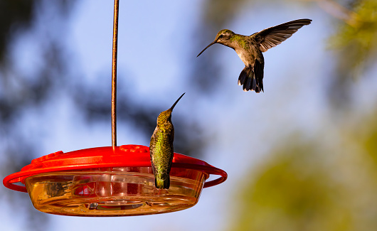 Two territorial Broad tailed Hummingbirds bring lively action to hummingbird feeder in Tucson, Arizona