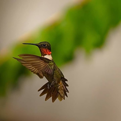 Male Ruby throated humming bird coming hot for a drink!