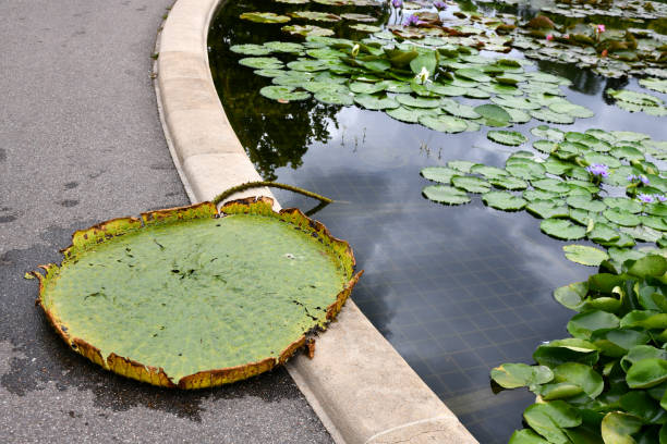 거대한 수련 빅토리아의 오래된 잎 - victoria water lily 뉴스 사진 이미지