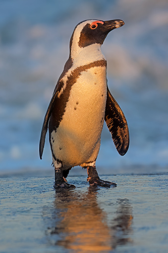 An African penguin (Spheniscus demersus) standing on the beach, South Africa