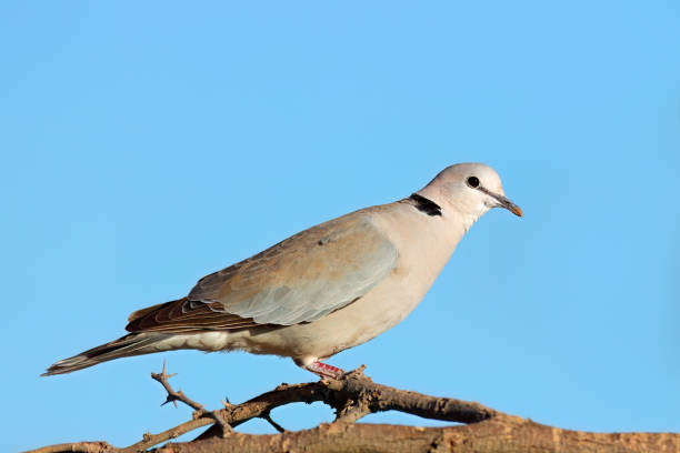istock A Cape turtle dove (Streptopelia capicola) perched on a branch, South Africa 1699094538