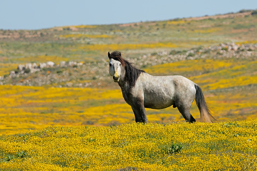 A free-range horse standing in a field with yellow wild flowers, Namaqualand, South Africa