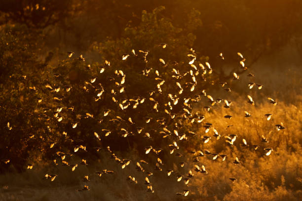 Flock of red-billed queleas (Quelea quelea) flying at sunset, Etosha National Park, Namibia Flock of red-billed queleas (Quelea quelea) flying at sunset, Etosha National Park, Namibia flock of birds red billed weaver bird weaverbird africa stock pictures, royalty-free photos & images