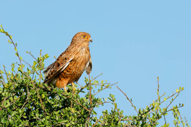 istock A greater kestrel (Falco rupicoloides) perched on a tree against a blue sky, South Africa 1699094587