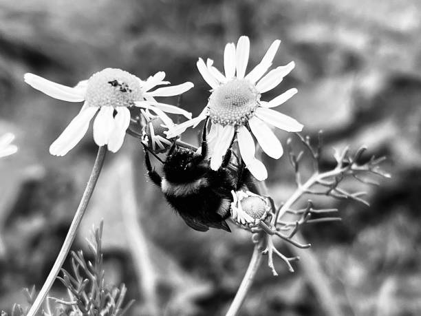 istock A bumblebee underneath a daisy flower in Northumberland 1699094590