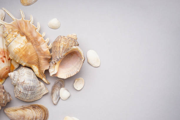 istock Many beautiful sea shells on grey background, space for text. Top view. 1699099027