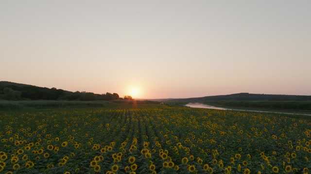 Sunset top view Sunflowers in the field