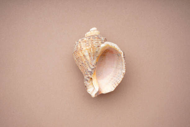 istock Many beautiful sea shells on beige background, top view. Close-up. 1699101871