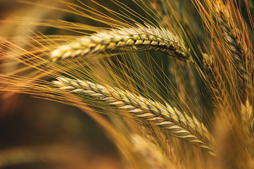 Ripening ear of common wheat in field, selective focus