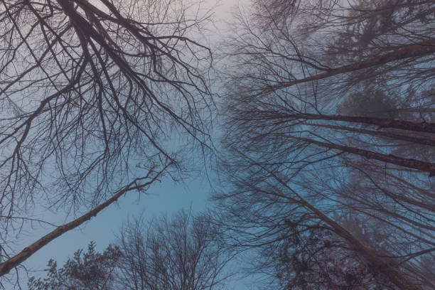 Low angle view of bare treetop, long tree branches stretching up to dark moody sky in cold winter morning, directly below