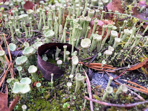 Light green Cladonia deformis, lesser sulphur cup fungi fungus mashrooms