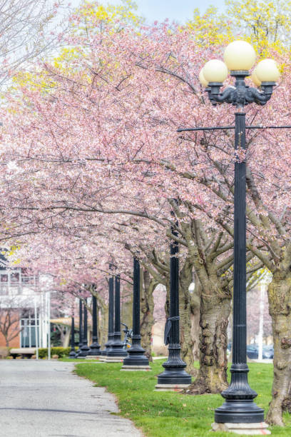 istock Cherry Blossom (Sakura) trees in bloom lining a walkway with light posts in a park 1699133451