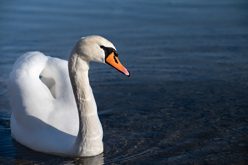 A white mute swan swims on a calm blue water outdoors.