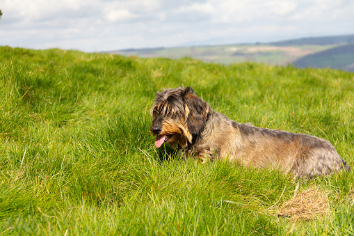 Beautiful long haired dachshund sits in grass on hillside, taking a break whilst out for a walk with her more long legged friends, struggling with the long grass and short legs .