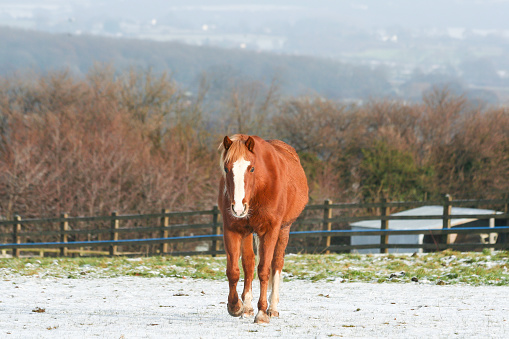 Chestnut horse plods across the snow in its field towards the person providing hay out of shot, on a cold winters day in rural Shropshire.