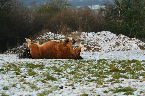 Frozen meadow with braown cow in winter