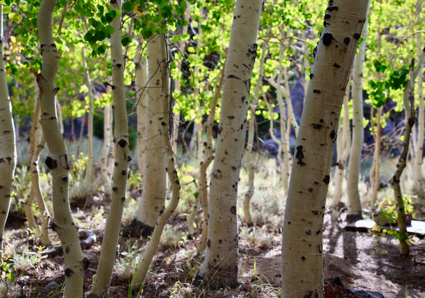 istock Back lit Aspen tree glade in the mountains 1699146444