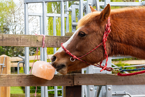 Close up shot of chestnut pony horse licking a salt lick a vitamin supplement regularly feed to horses in winter to keep them healthy.