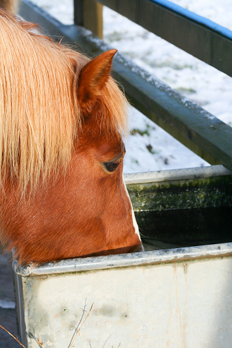 Close up of chestnut horse pony drinking  water from a water trough in her field on a winters day in rural England.