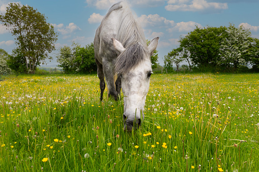 Beautiful happy and relaxed dapple grey horse eating in flower filled meadow on a summers day, buttercups and dandelions amongst the grass making a lovely image.