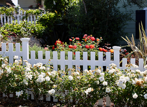 Colorful flowerbeds surround the white picket fence bordering the garden