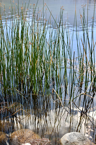 Grass reeds growing in the shallow edge of the lake