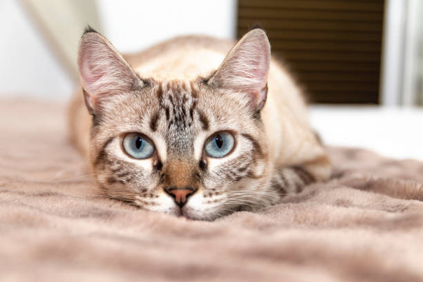 istock Whitish cat with blue eyes, lying on a blanket and looking forward. 1699156942