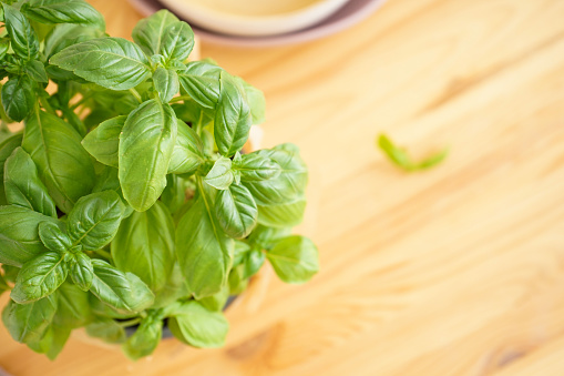 Fresh green basil plant in pot on wooden background, space for text. Closeup, top view.