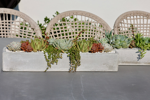 Table runner made from succulent arrangement in concrete container