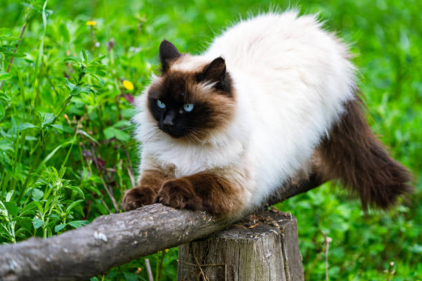 istock Persian male cat, Himalayan Siamese specimen. 1699175140