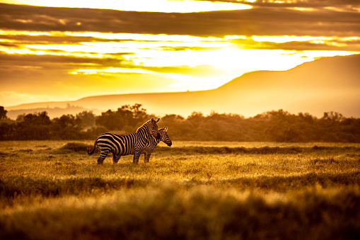 Two zebra at sunrise in Hell's Gate National Park, Kenya