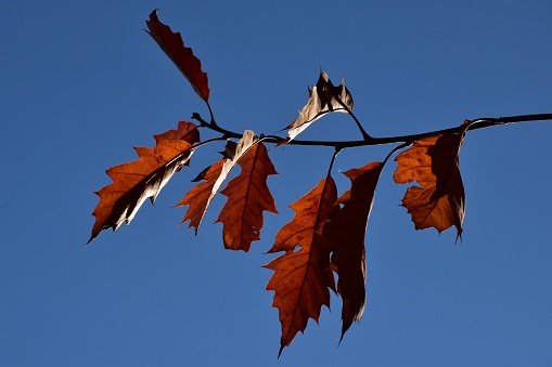 A twig on a tree with brown leaves ready to fall against a clear blue sky in Autumn