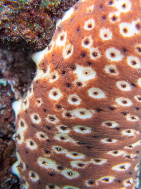 Holothuria sanctori - Playa de los Cancajos, La Palma. Canary islands underwater sealife. sea cucumber in the genus Holothuria. Holothuria sanctori holothuria stock pictures, royalty-free photos & images
