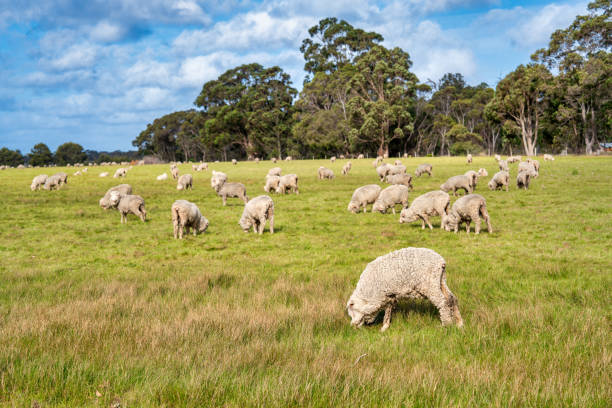Grazing sheeps in the pasture, Western Australia.