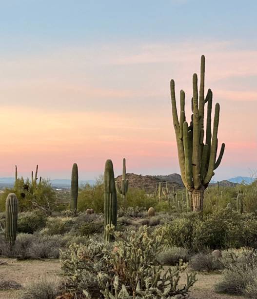 istock Morning on the desert mountain 1699197951