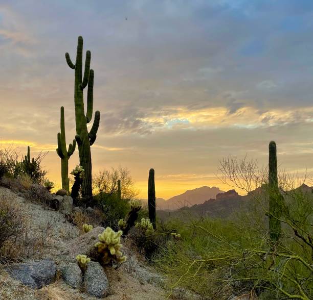 istock Sunrise on the desert 1699198488