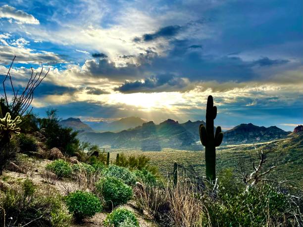 istock Saguaro in the morning 1699199052