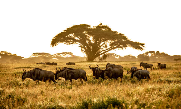 istock Wildebeest and acacia tree in dramatic morning sunlight 1699204122